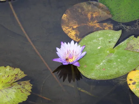 加拿大28预测站 客服与工具示意